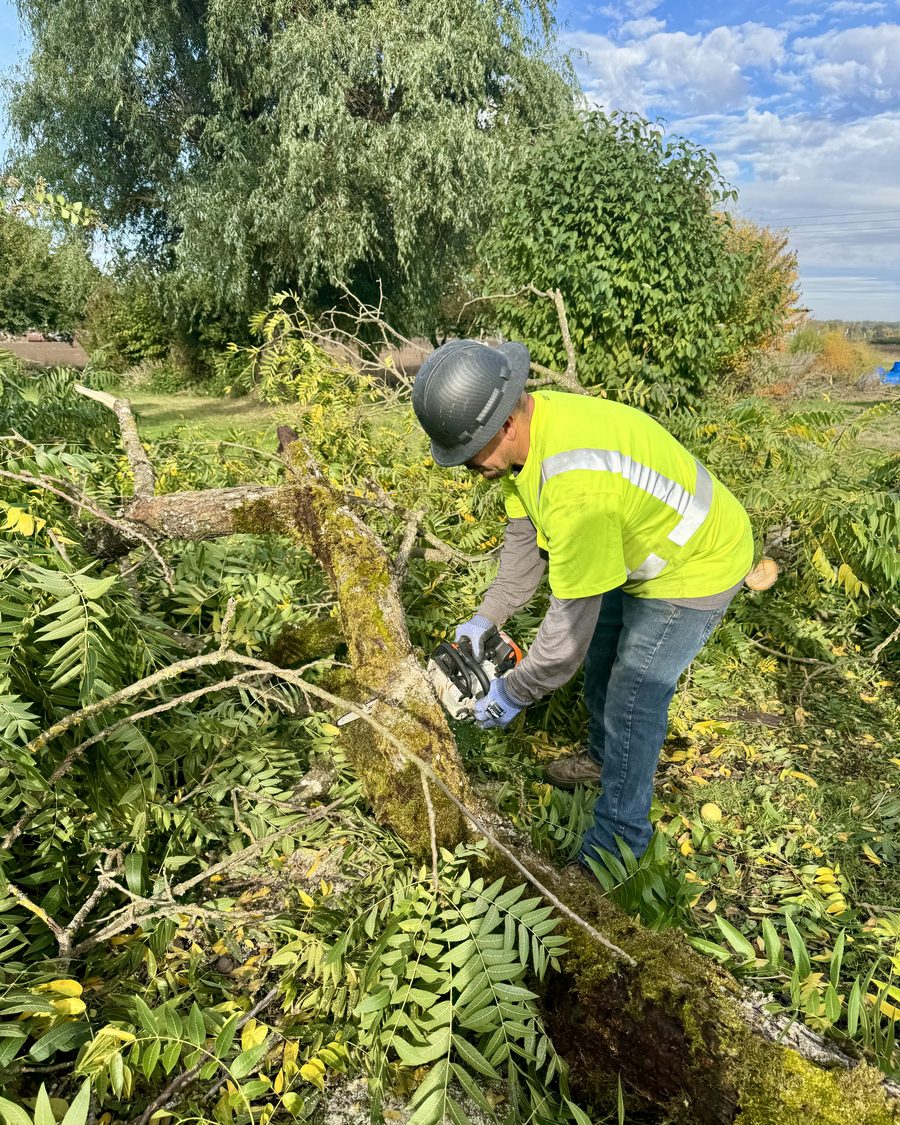 A Willamette crew member in high visibility cutting a fallen tree in brush