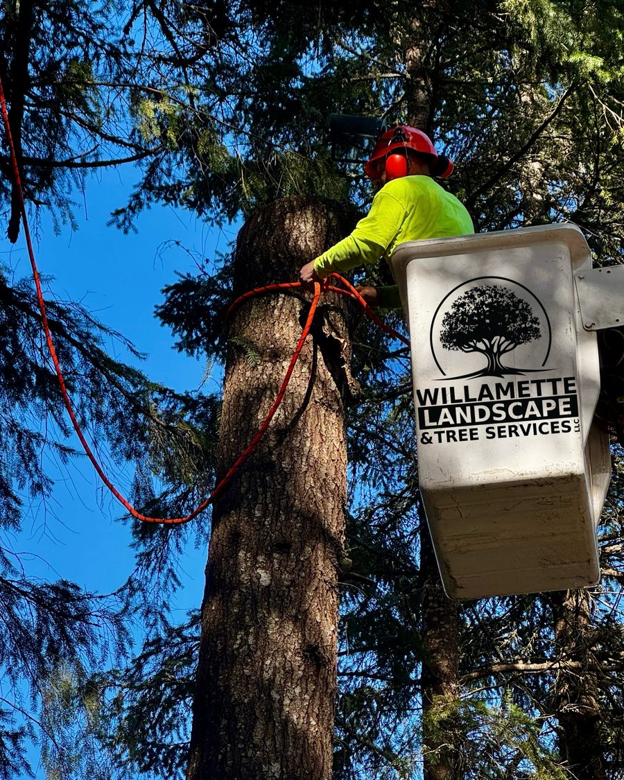 A Willamette climber roped to a fir beside the branded bucket
