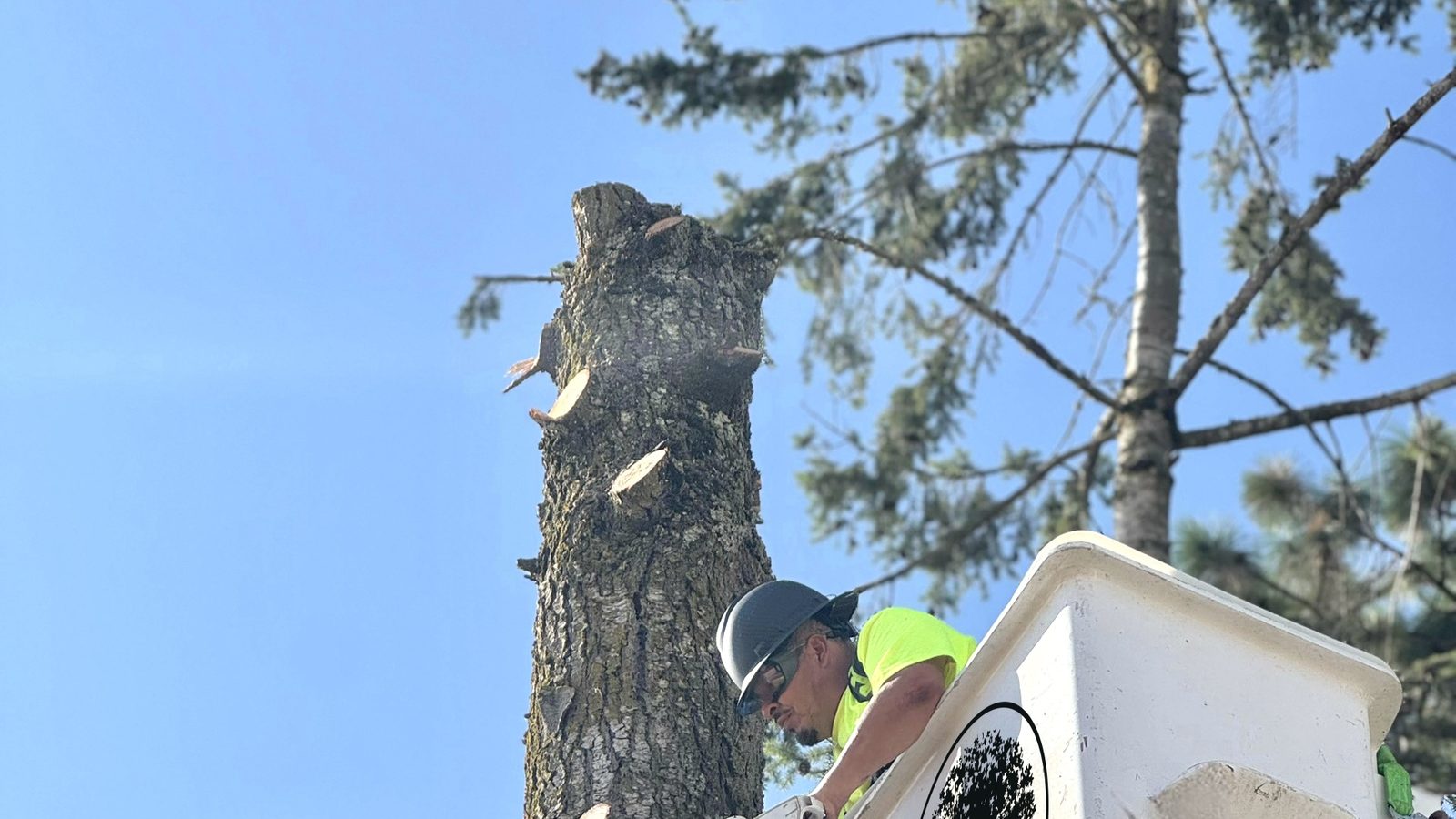 A Willamette climber cutting a spar from the bucket, the company mark on the bucket